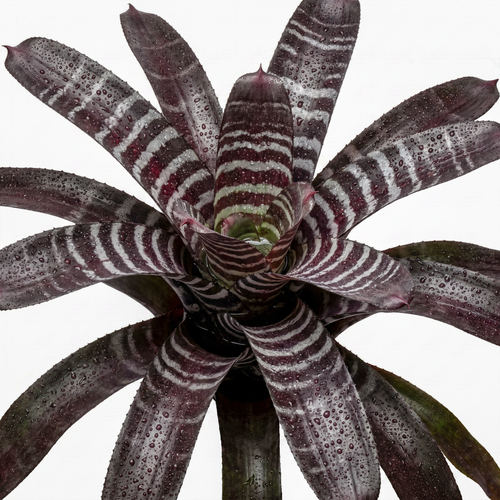 Aechmea chantinii 'Black' – Amazonian Zebra Bromeliad for Vivariums | India Fish Bazaar