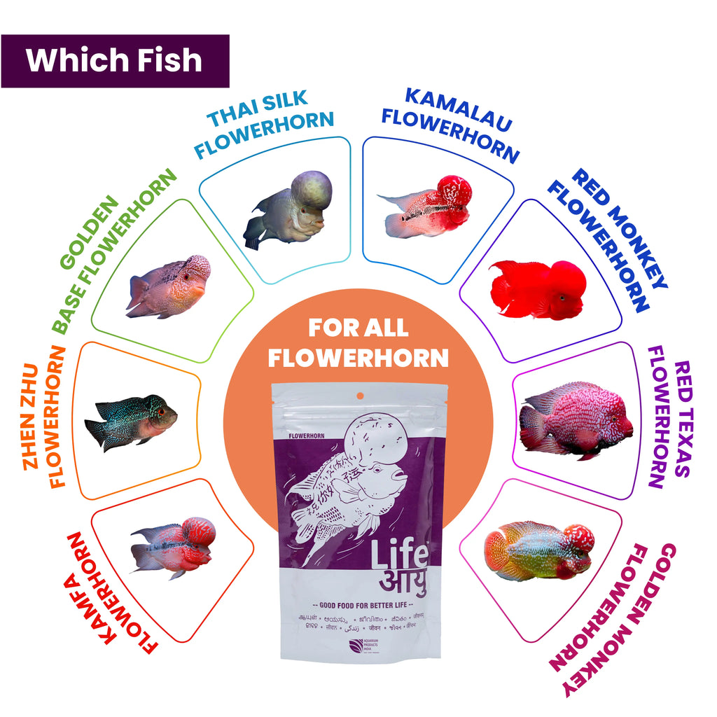 Life AAYU Flowerhorn Food – Ayurvedic Growth & Color Boost Formula for Juvenile And Adult Flowerhorns | With Papaya, Red Paprika & Tulsi Aquarium Products India