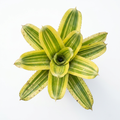 Hohenbergia 'Karla' – Live Urn Bromeliad for Vivariums & Paludariums | India Fish Bazaar