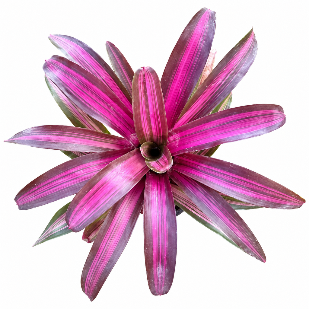 Top-down view of a Neoregelia 'Dynamite' bromeliad showing vibrant magenta leaves with dark green banding and a central water cup on a pure white background