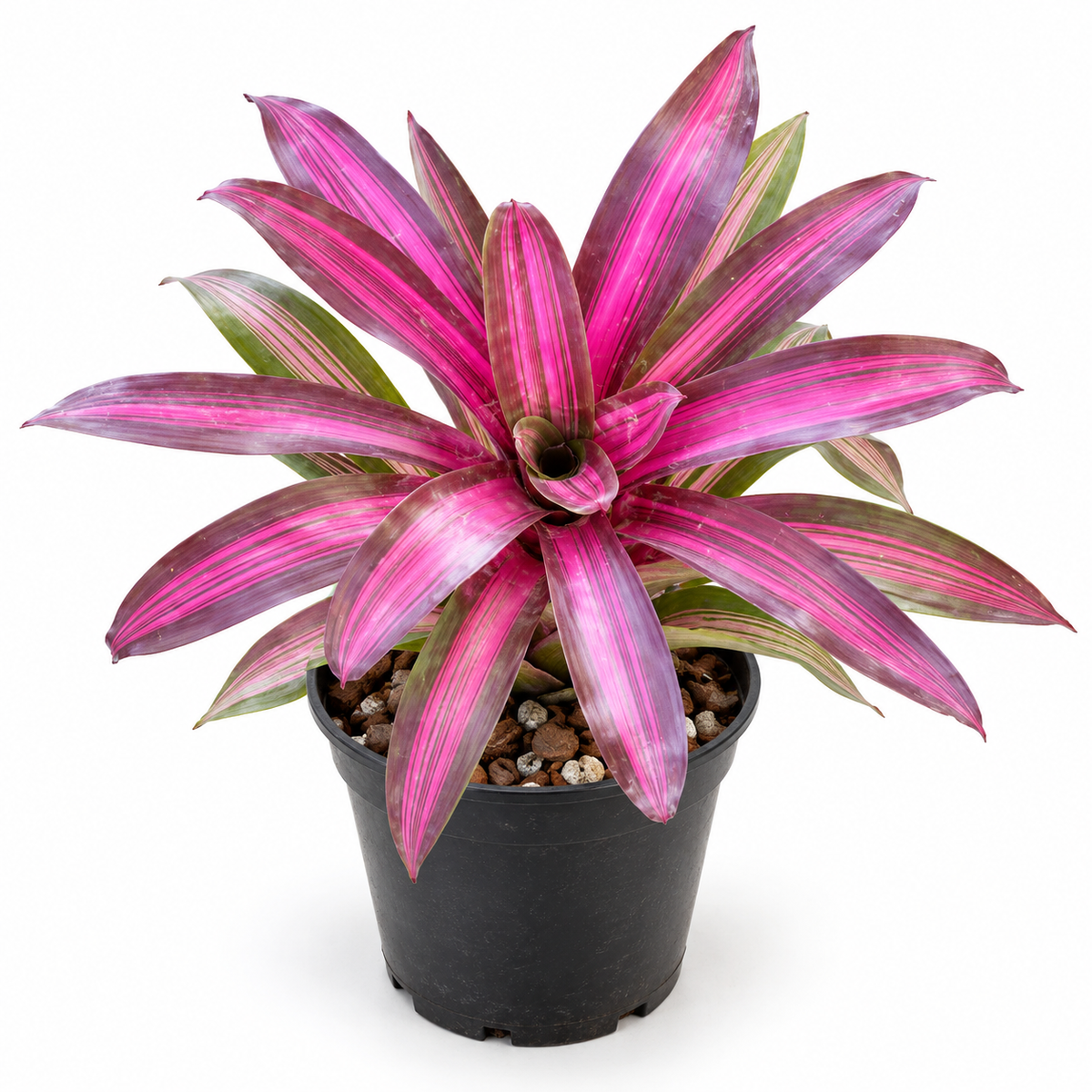 Side-angle view of a potted Neoregelia 'Dynamite' bromeliad highlighting its vibrant magenta and green variegated leaves, central cup, and black nursery pot against a plain white background