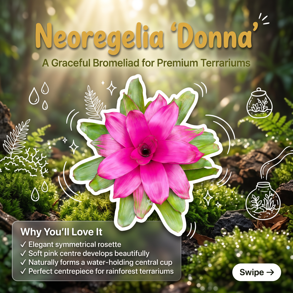 Neoregelia 'Donna' – Live Bromeliad for Terrariums & Vivariums | India infographic 1
