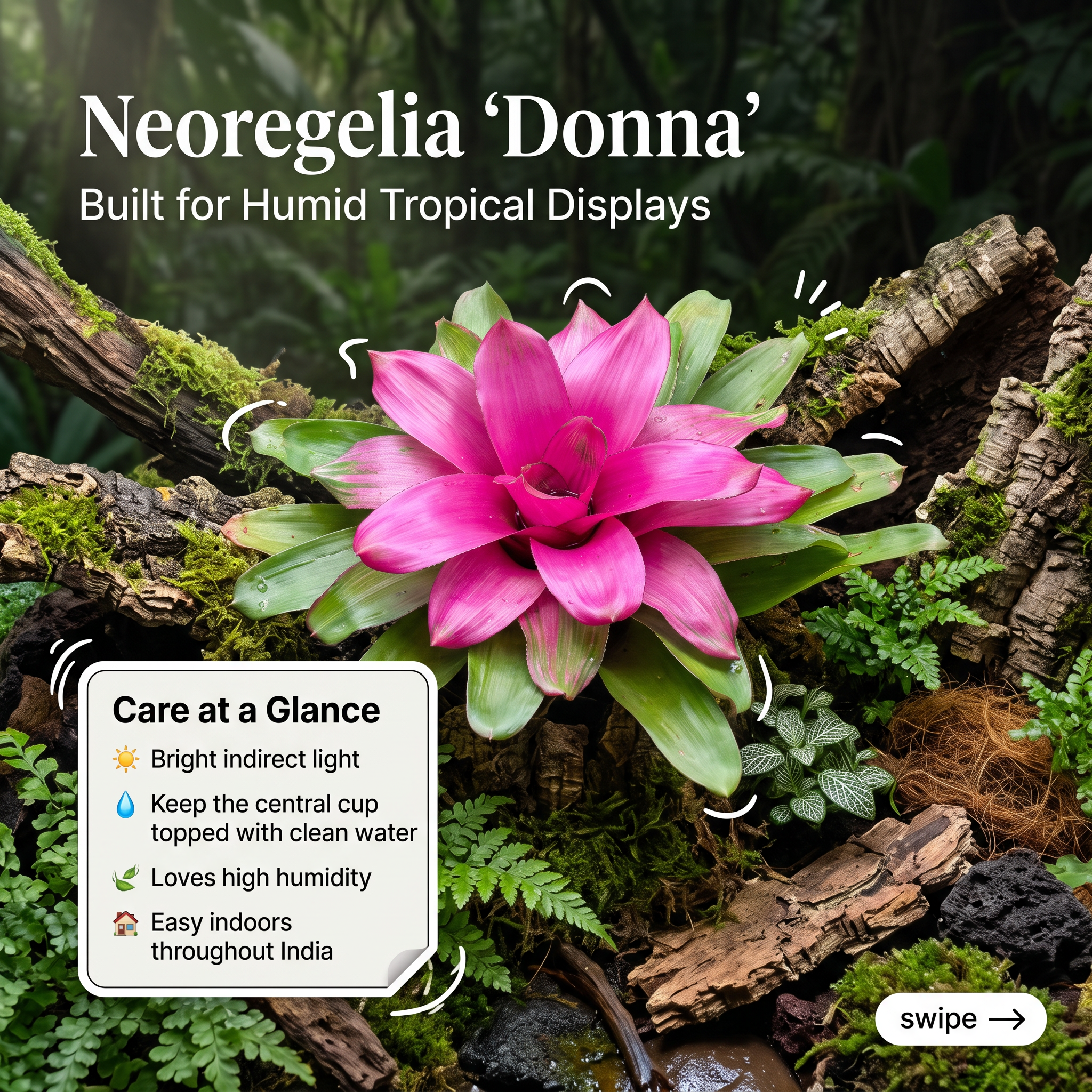 Neoregelia 'Donna' – Live Bromeliad for Terrariums & Vivariums | India infographic 2