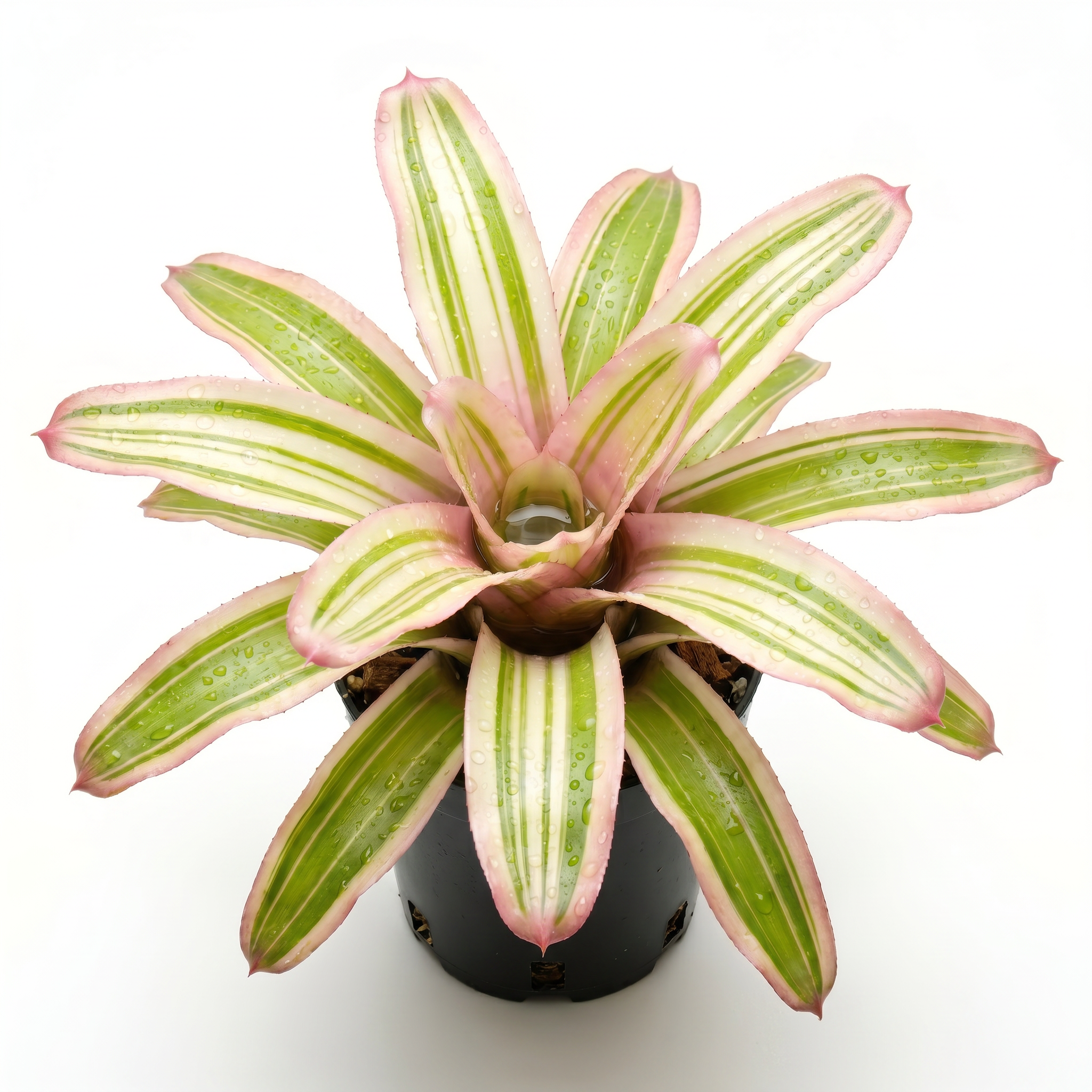 Neoregelia 'El Nido' (Mini) – Live Bromeliad for Terrariums & Vivariums | India