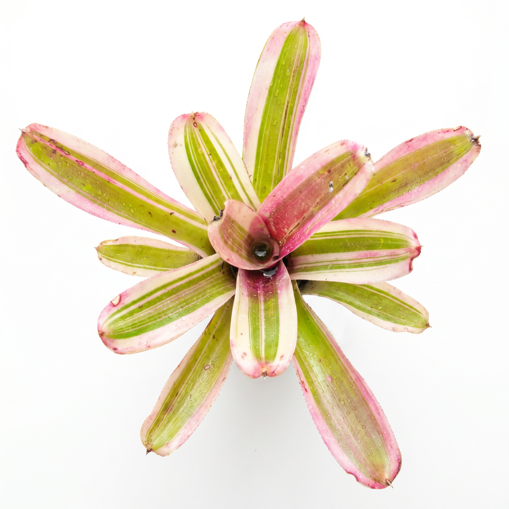 Neoregelia 'El Nido' (Mini) – Live Bromeliad for Terrariums & Vivariums | India