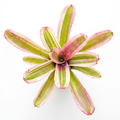 Neoregelia 'El Nido' (Mini) – Live Bromeliad for Terrariums & Vivariums | India