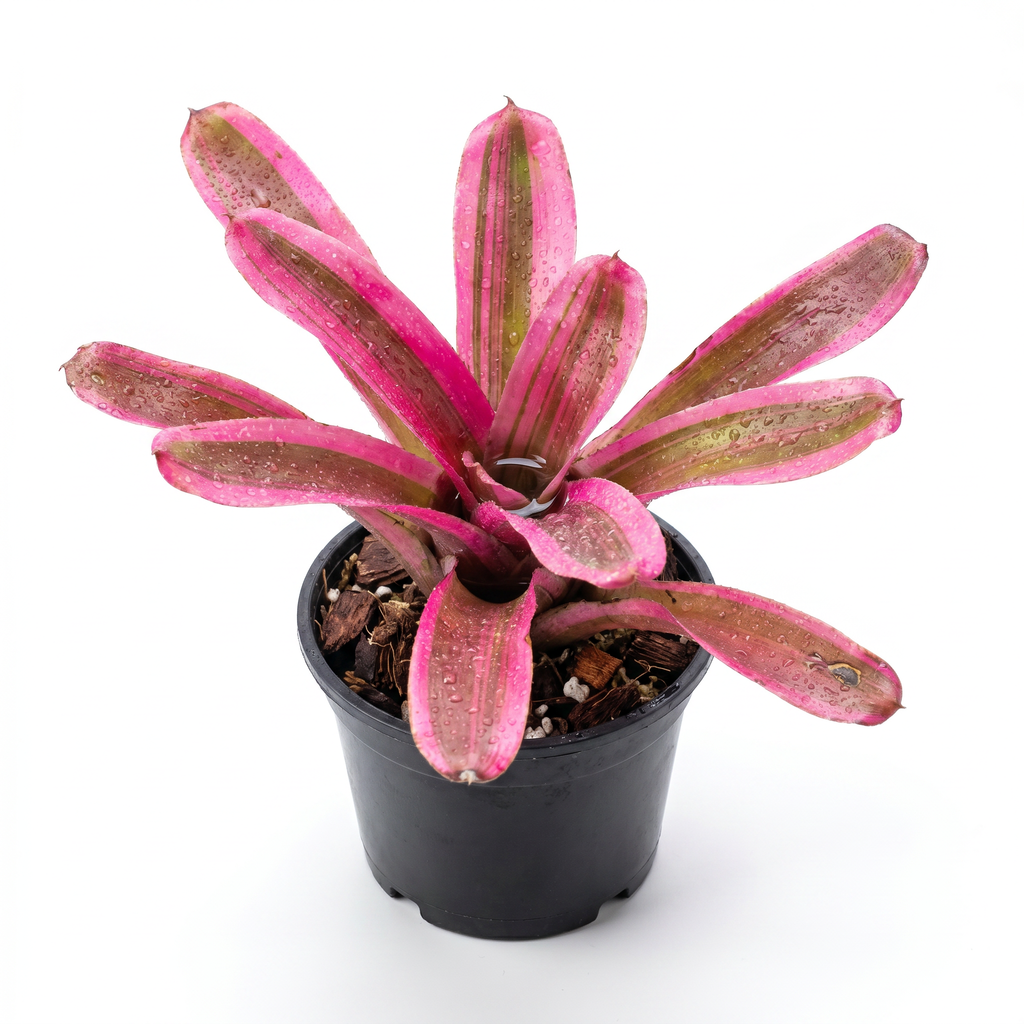 Neoregelia 'Volcano Variegated' (Mini) – Bromeliad for Terrariums | India