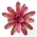 Neoregelia 'Volcano Variegated' (Mini) – Bromeliad for Terrariums | India