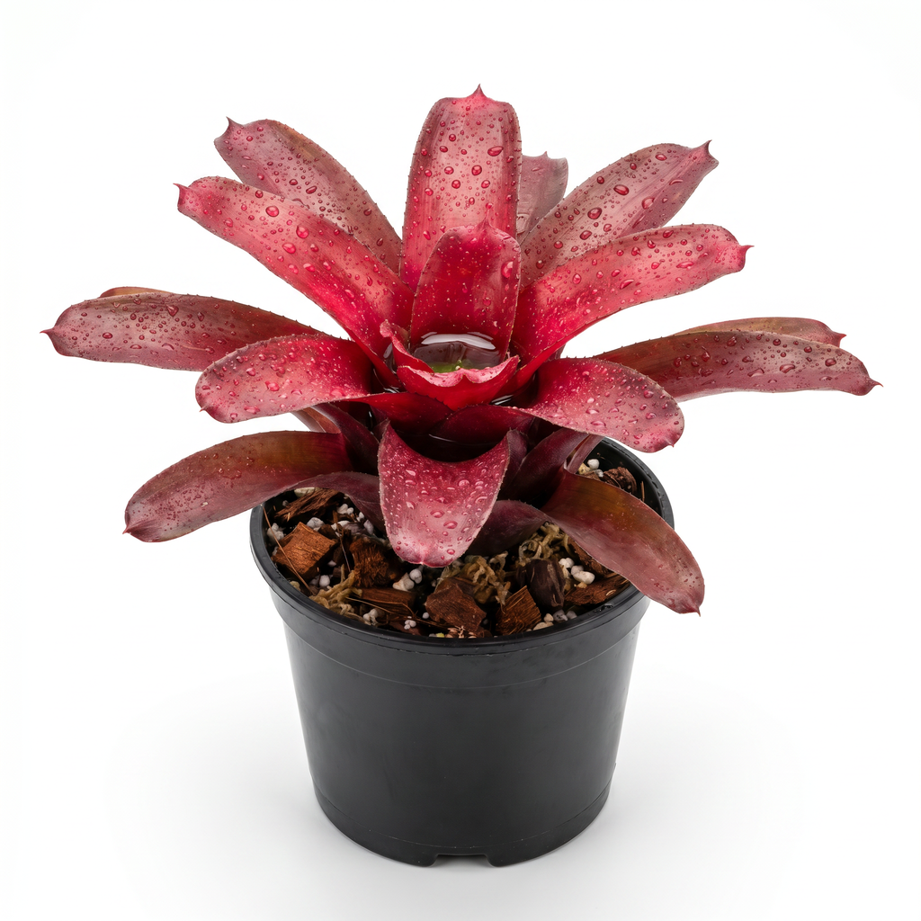 Neoregelia 'Volcano' (Mini) – Red Bromeliad for Terrariums & Vivariums | India