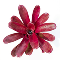 Neoregelia 'Volcano' (Mini) – Red Bromeliad for Terrariums & Vivariums | India