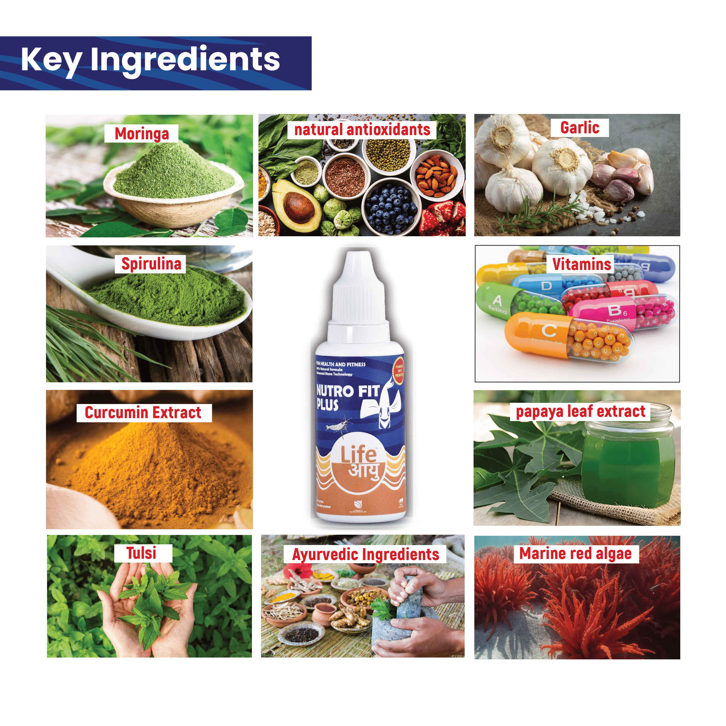 Life AAYU Nutro Fit Plus Collage of key ingredients including Moringa, Spirulina, Garlic, Vitamins, Curcumin Extract, Papaya Leaf Extract, Tulsi, Ayurvedic Ingredients, and Marine Red Algae with a supplement bottle labeled 'Lifeory'.