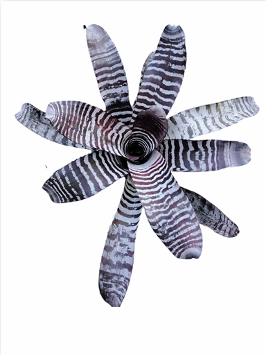 Aechmea chantinii 'Black' – Amazonian Zebra Bromeliad for Vivariums | India Fish Bazaar
