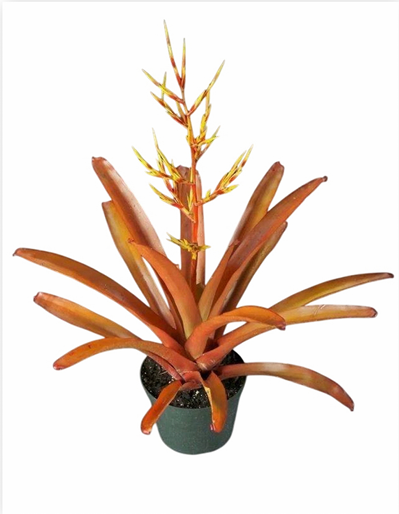 Aechmea blanchetiana – Orange Bromeliad for Large Vivariums | India Fish Bazaar