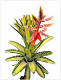 Aechmea 'Vista' – Live Bromeliad for Terrariums & Vivariums | India Fish Bazaar