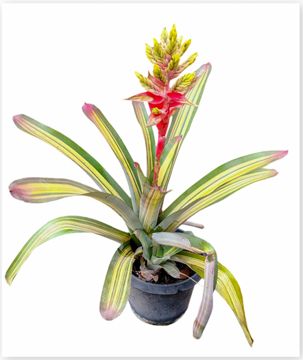 Aechmea 'Harvey's Pride' – Marbled Bromeliad for Terrariums | India Fish Bazaar