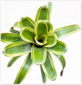 Aechmea 'Lorie's Pride' – Live Bromeliad for Terrariums & Vivariums | India Fish Bazaar