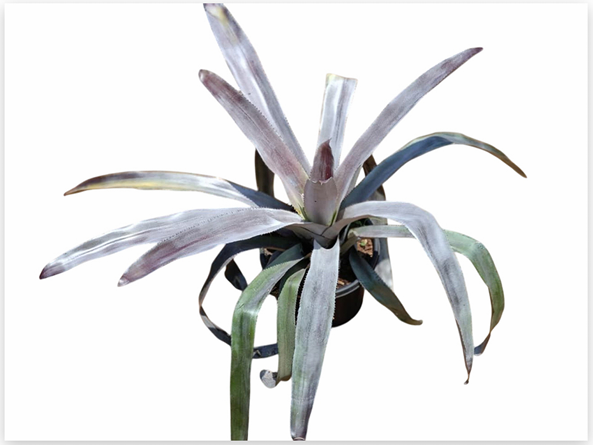 Aechmea 'Malva' – Mauve-Toned Bromeliad for Terrariums | India Fish Bazaar