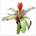 Aechmea 'Orange Torch' – Flowering Bromeliad for Vivariums | India Fish Bazaar