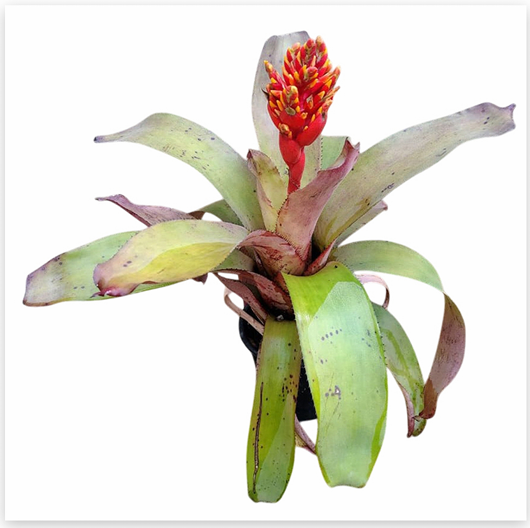 Aechmea 'Orange Torch' – Flowering Bromeliad for Vivariums | India Fish Bazaar