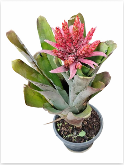 Aechmea 'Pink Star' – Pink Bromeliad for Terrariums & Vivariums | India Fish Bazaar