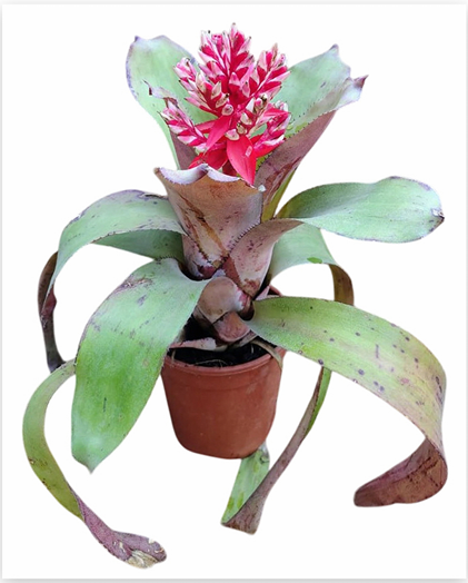 Aechmea 'Pink Torch' – Flowering Bromeliad for Vivariums | India Fish Bazaar