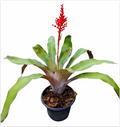 Aechmea 'Red Berry' – Red-Bract Bromeliad for Terrariums | India Fish Bazaar