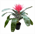 Aechmea 'Primera' – Live Bromeliad for Terrariums & Vivariums | India Fish Bazaar
