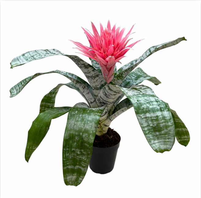 Aechmea 'Primera' – Live Bromeliad for Terrariums & Vivariums | India Fish Bazaar