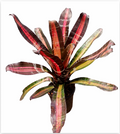 Aechmea 'Roberto Menescal' – Sculptural Bromeliad for Vivariums | India Fish Bazaar