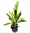 Aechmea nudicaulis 'Flavomarginata' – Hardy Bromeliad for Vivariums | India Fish Bazaar
