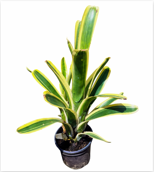 Aechmea nudicaulis 'Flavomarginata' – Hardy Bromeliad for Vivariums | India Fish Bazaar