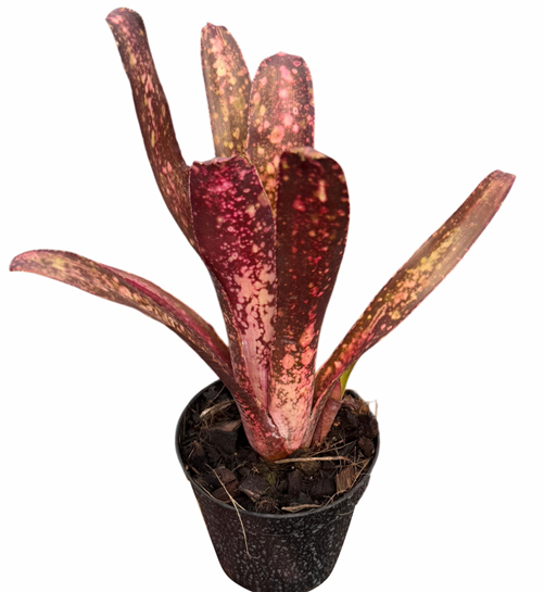 Billbergia 'Arribella' – Live Bromeliad for Terrariums & Vivariums | India Fish Bazaar