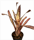 Billbergia 'Dream' – Live Bromeliad for Terrariums & Vivariums | India Fish Bazaar