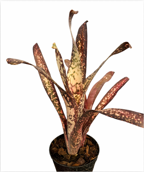 Billbergia 'Dream' – Live Bromeliad for Terrariums & Vivariums | India Fish Bazaar