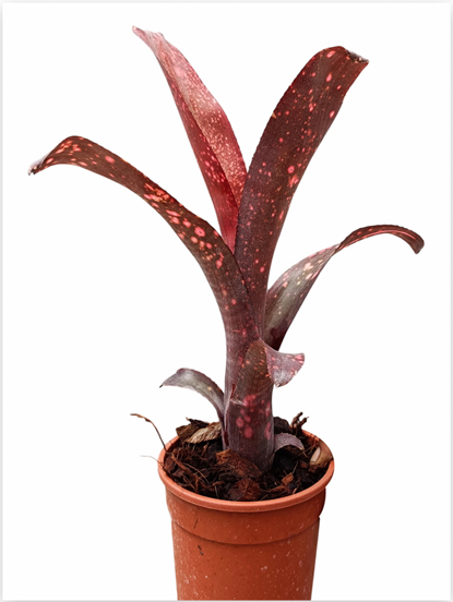 Billbergia 'Cherry Bomb' – Red Bromeliad for Terrariums & Vivariums | India Fish Bazaar
