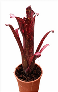 Billbergia 'Northern Light' – Silvery Bromeliad for Terrariums | India Fish Bazaar