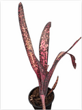 Billbergia 'Black Cherry' – Dark Bromeliad for Terrariums & Vivariums | India Fish Bazaar