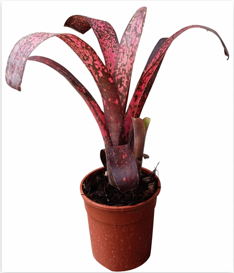 Billbergia 'Afterglow' – Warm-Toned Bromeliad for Terrariums | India Fish Bazaar