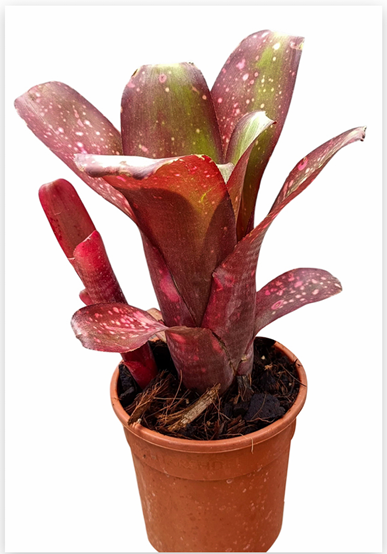 Billbergia 'Supa Dupa' – Large Bromeliad for Vivariums & Paludariums | India Fish Bazaar