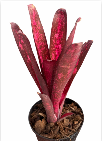 Billbergia 'Mr Bojangles' – Spotted Bromeliad for Terrariums | India Fish Bazaar
