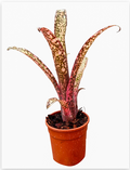 Billbergia 'CK Joy' – Live Bromeliad for Terrariums & Vivariums | India Fish Bazaar