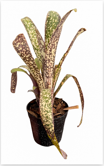 Billbergia 'Casablanca' – Pale Bromeliad for Terrariums & Vivariums | India Fish Bazaar