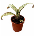 Billbergia 'Strawberry Cream' – Pink Bromeliad for Terrariums | India Fish Bazaar