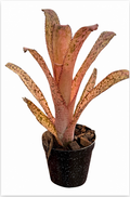 Billbergia 'Kolan Offspring' – Patterned Bromeliad for Vivariums | India Fish Bazaar