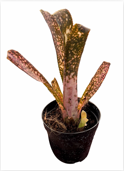 Billbergia 'Cold Fusion' – Dark Bromeliad for Terrariums & Vivariums | India Fish Bazaar
