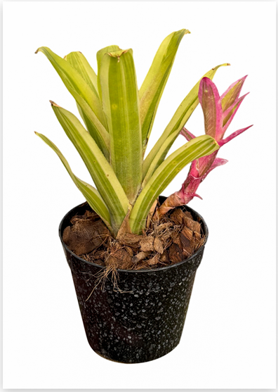 Billbergia 'Jason A&R' – Live Bromeliad for Terrariums & Vivariums | India Fish Bazaar
