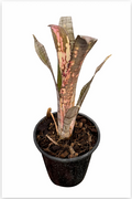 Billbergia 'Pipe Line' – Live Bromeliad for Terrariums & Vivariums | India Fish Bazaar