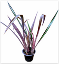 Billbergia 'Hallelujah' – Bold Bromeliad for Terrariums & Vivariums | India Fish Bazaar