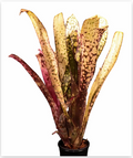 Billbergia 'Kolan Magic' – Patterned Bromeliad for Vivariums | India Fish Bazaar