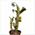 Billbergia leptopoda 'Permanent Wave' – Spotted Bromeliad for Terrariums | India Fish Bazaar